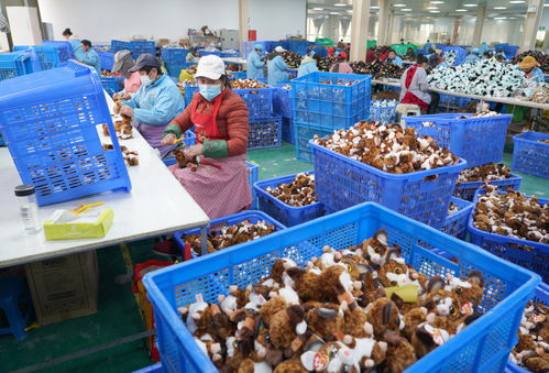 新華全媒 小社區里的 發展密碼